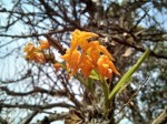 Polystachya epiphytica