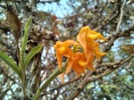 Polystachya epiphytica