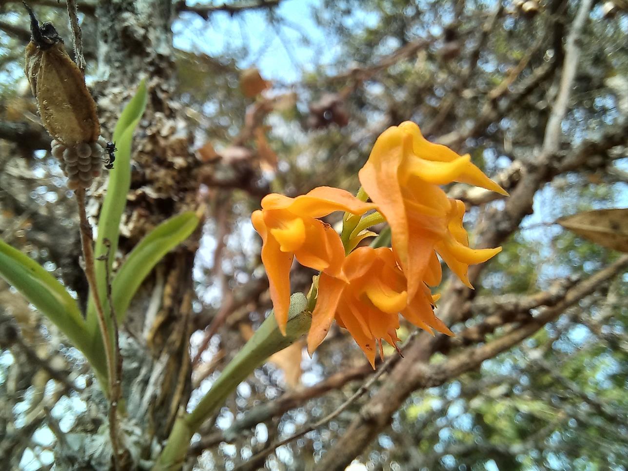 Polystachya epiphytica