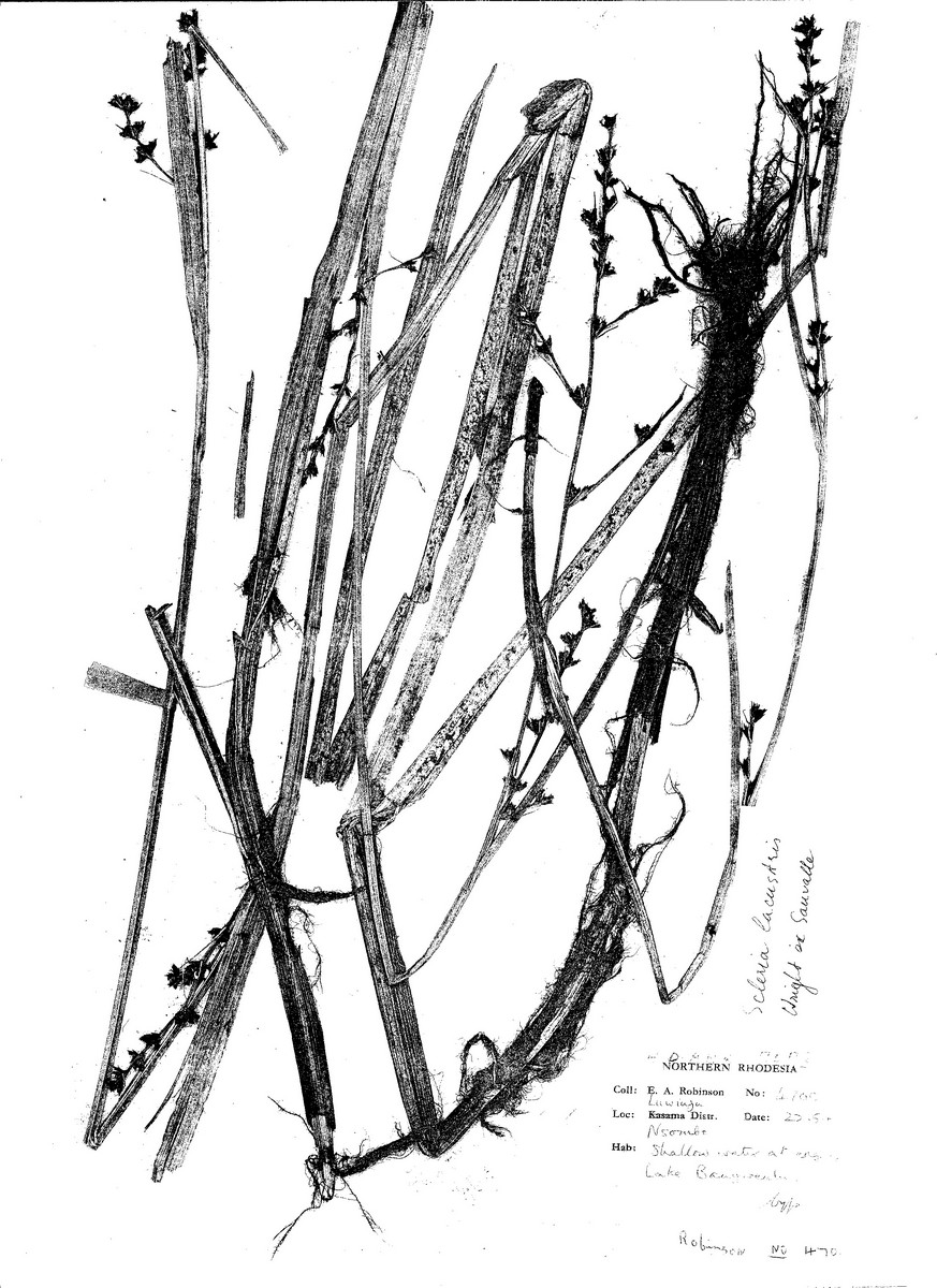 Scleria lacustris