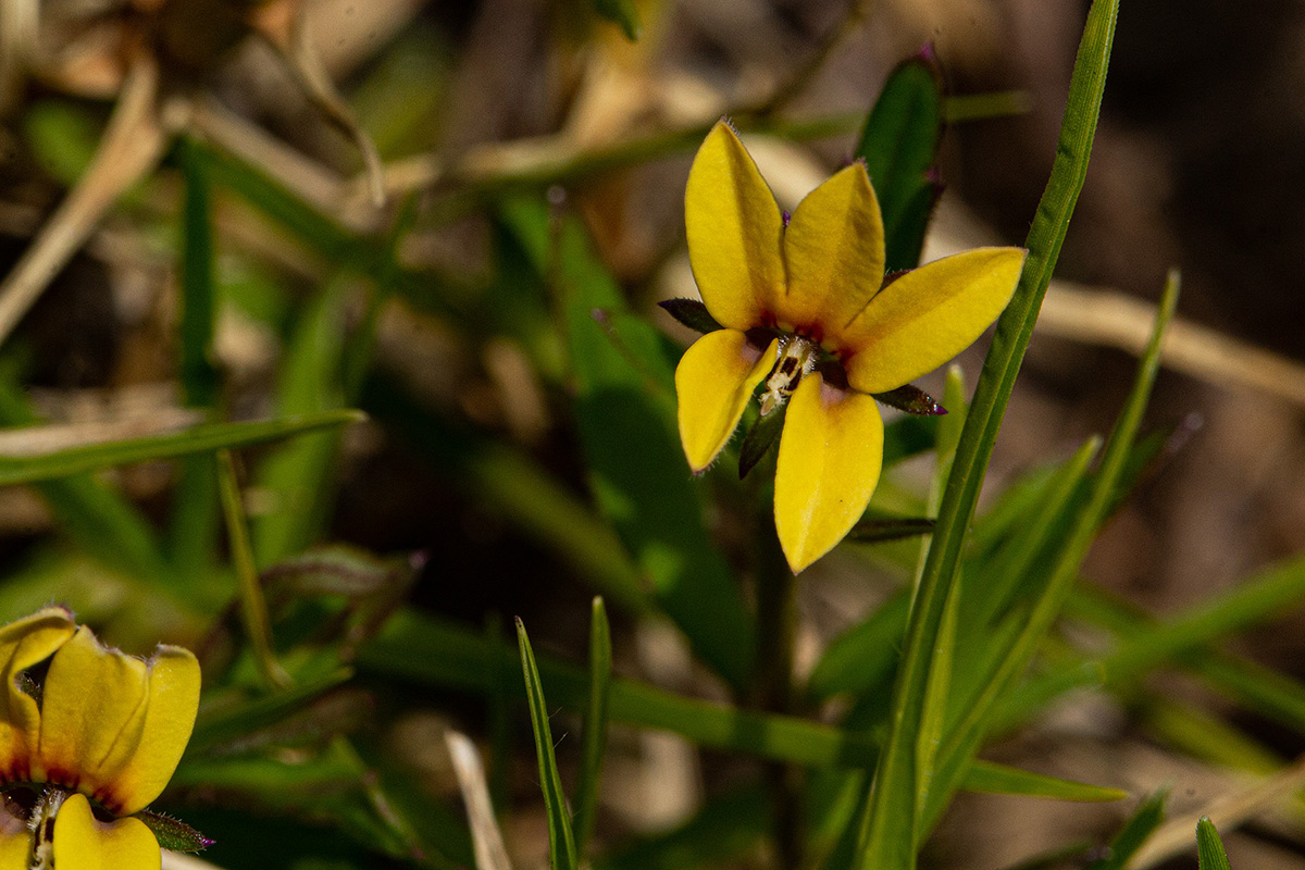 Monopsis stellarioides subsp. schimperiana