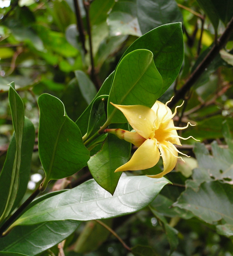 Strophanthus gardeniiflorus