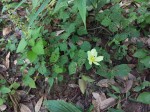 Hibiscus calyphyllus