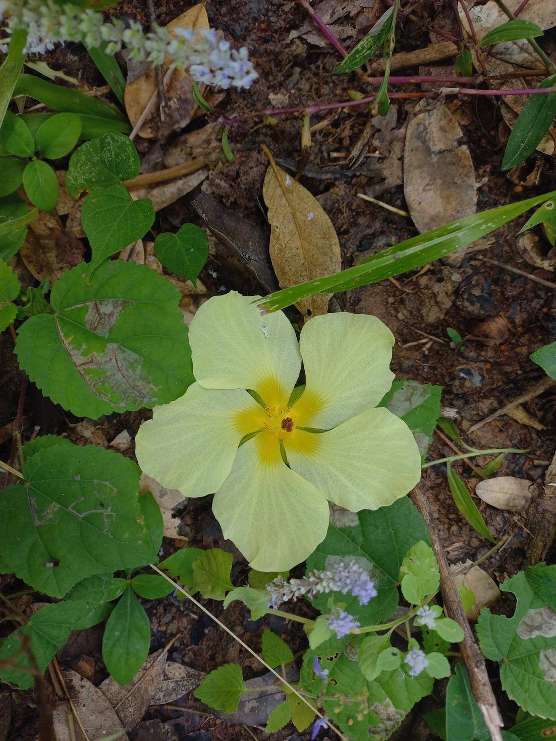 Hibiscus calyphyllus