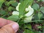 Hibiscus calyphyllus