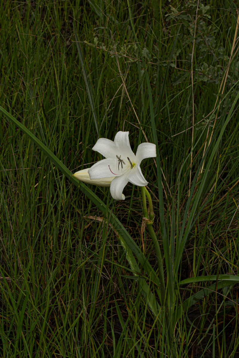 Crinum carolo-schmidtii