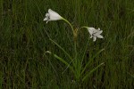 Crinum carolo-schmidtii