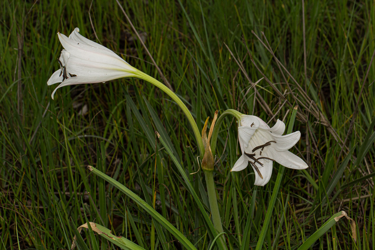 Crinum carolo-schmidtii