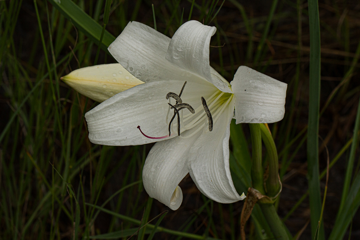 Crinum carolo-schmidtii