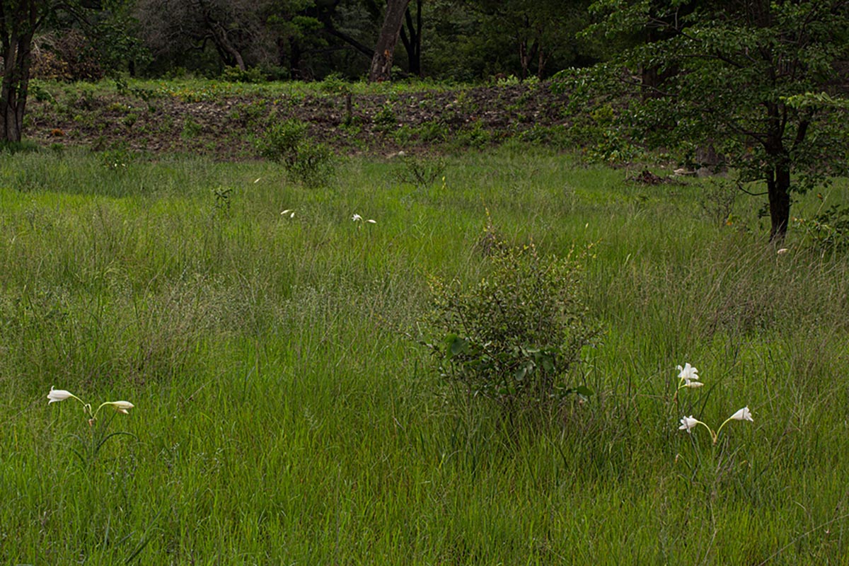 Crinum carolo-schmidtii