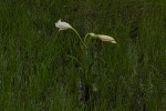 Crinum carolo-schmidtii