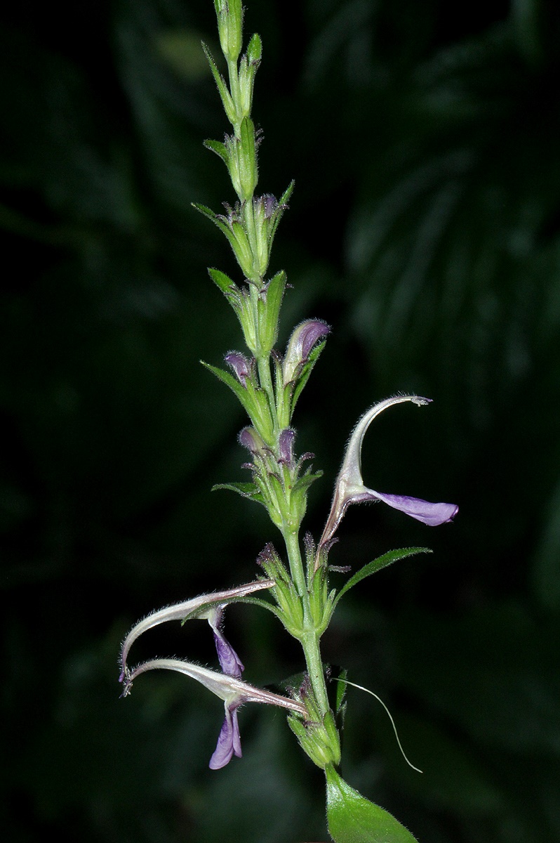 Cephalophis lukei