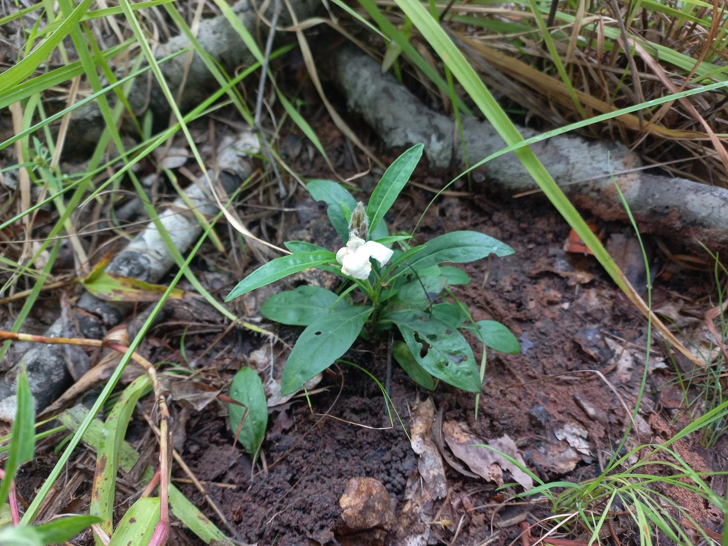 Lepidagathis pallescens subsp. pallescens