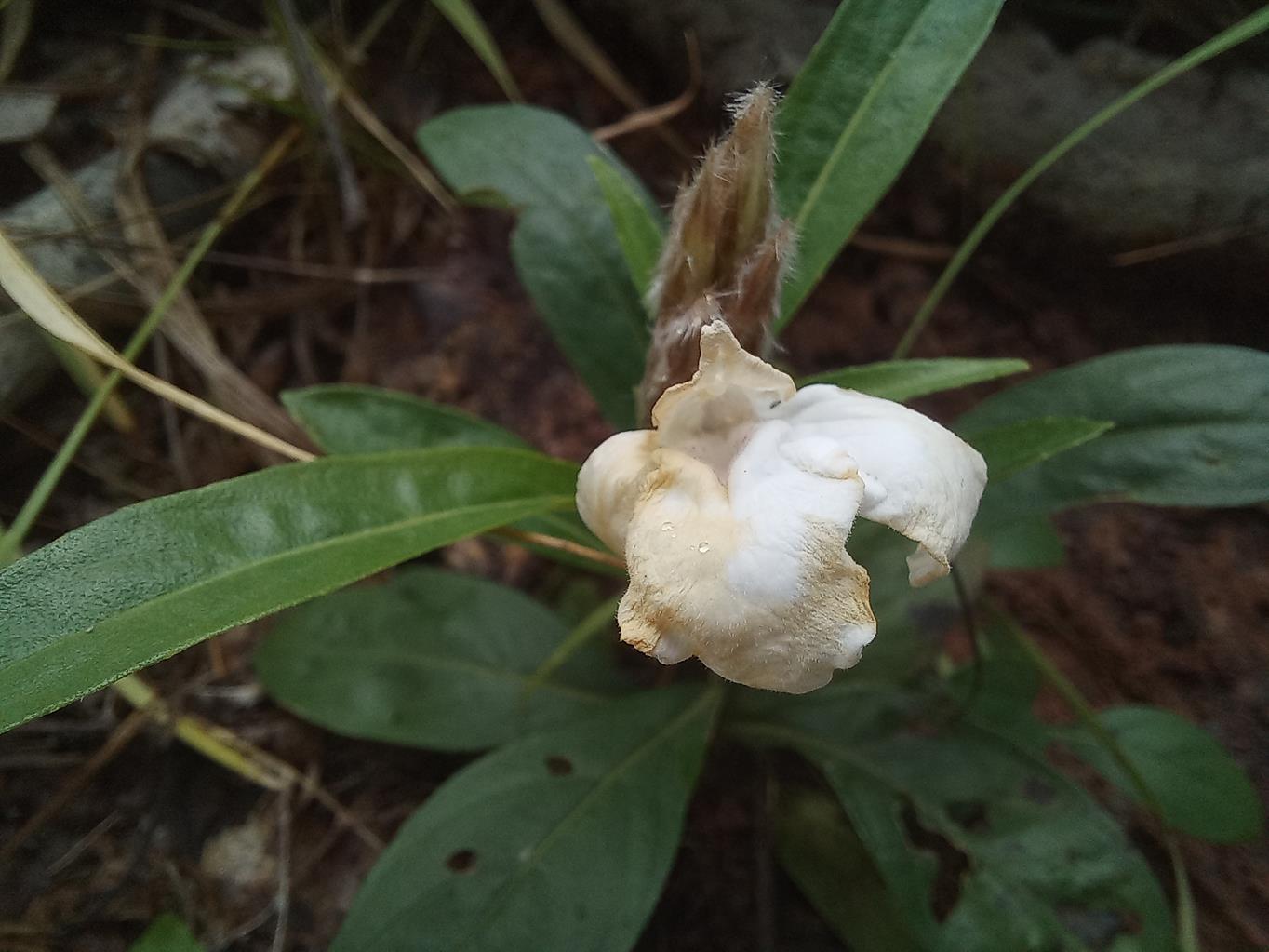 Lepidagathis pallescens subsp. pallescens