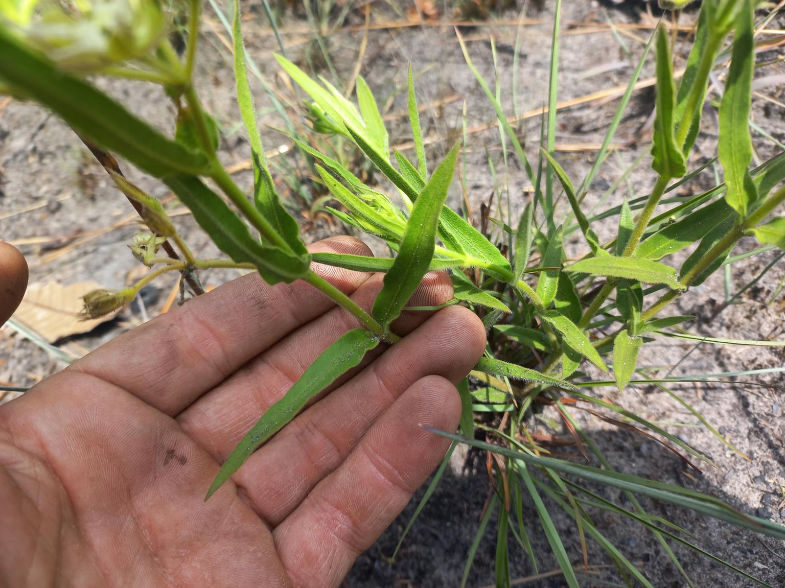 Asclepias grandirandii