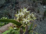 Asclepias grandirandii