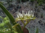 Asclepias grandirandii