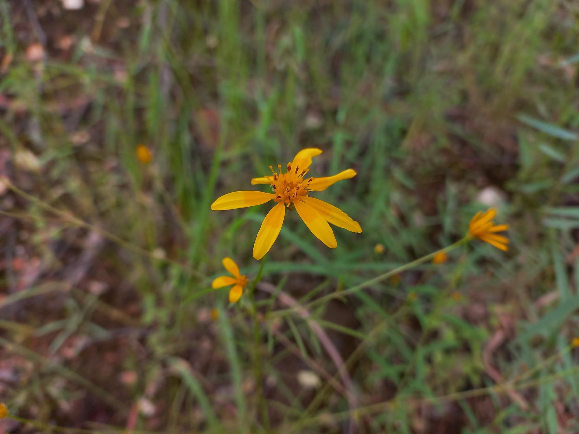 Bidens lineariloba