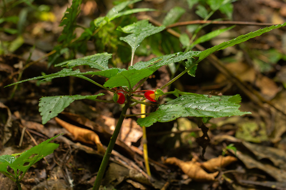 Impatiens niamniamensis