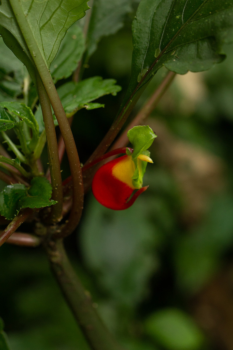 Impatiens niamniamensis