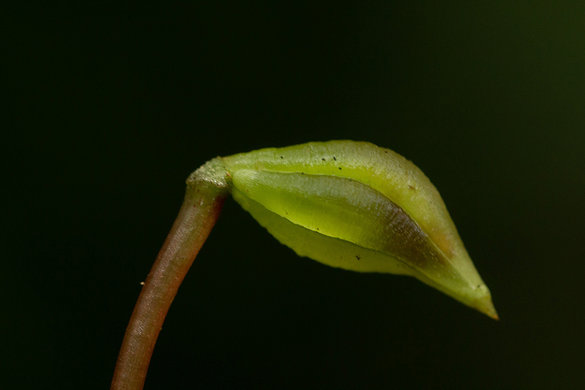 Impatiens niamniamensis