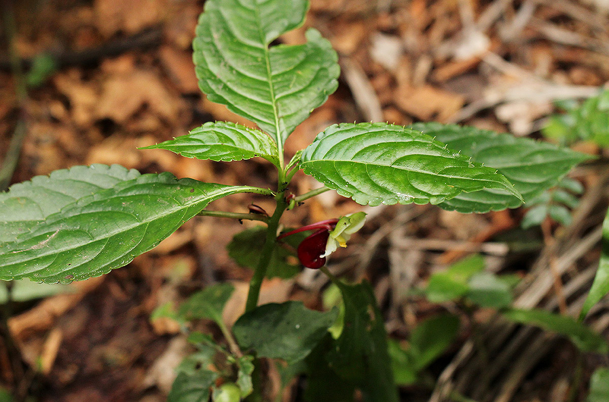 Impatiens niamniamensis