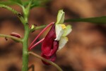 Impatiens niamniamensis