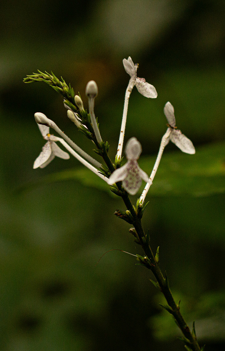 Pseuderanthemum ludovicianum