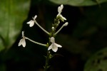 Pseuderanthemum ludovicianum