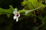 Thunbergia mildbraediana