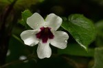 Thunbergia mildbraediana