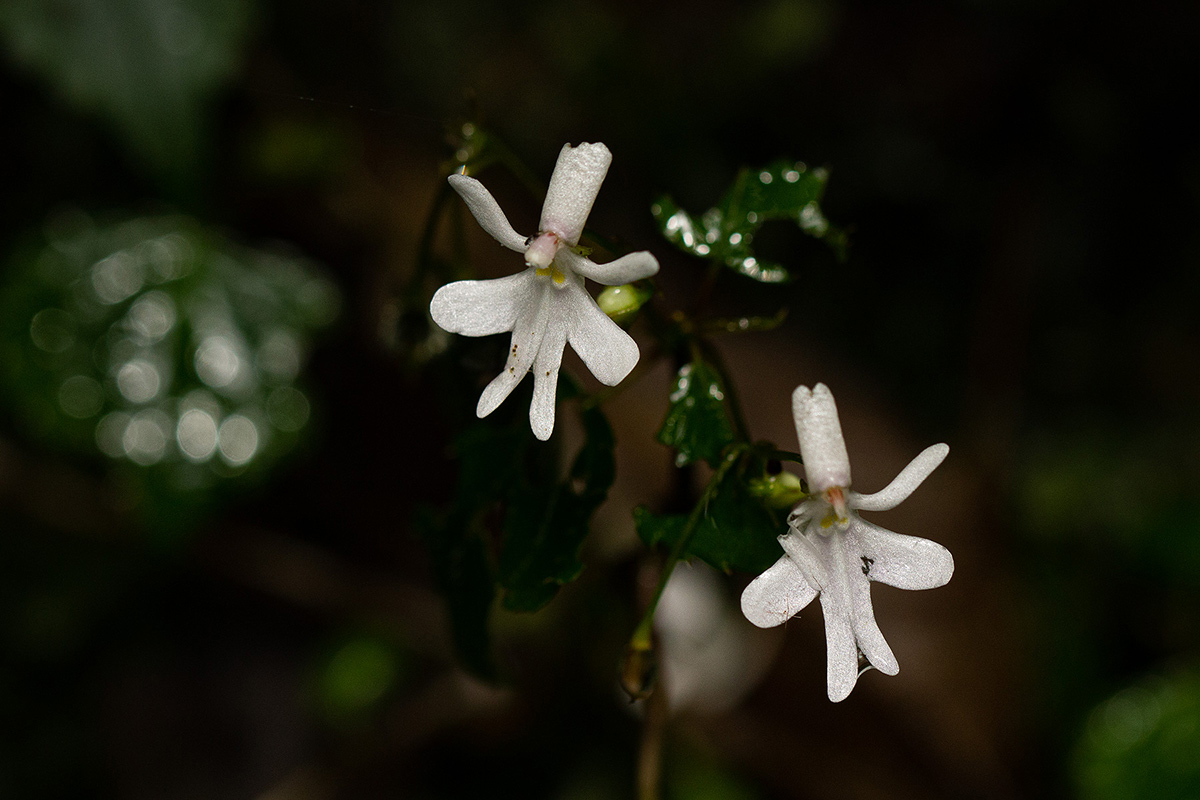 Impatiens bequaertii