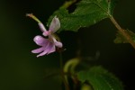 Impatiens bequaertii