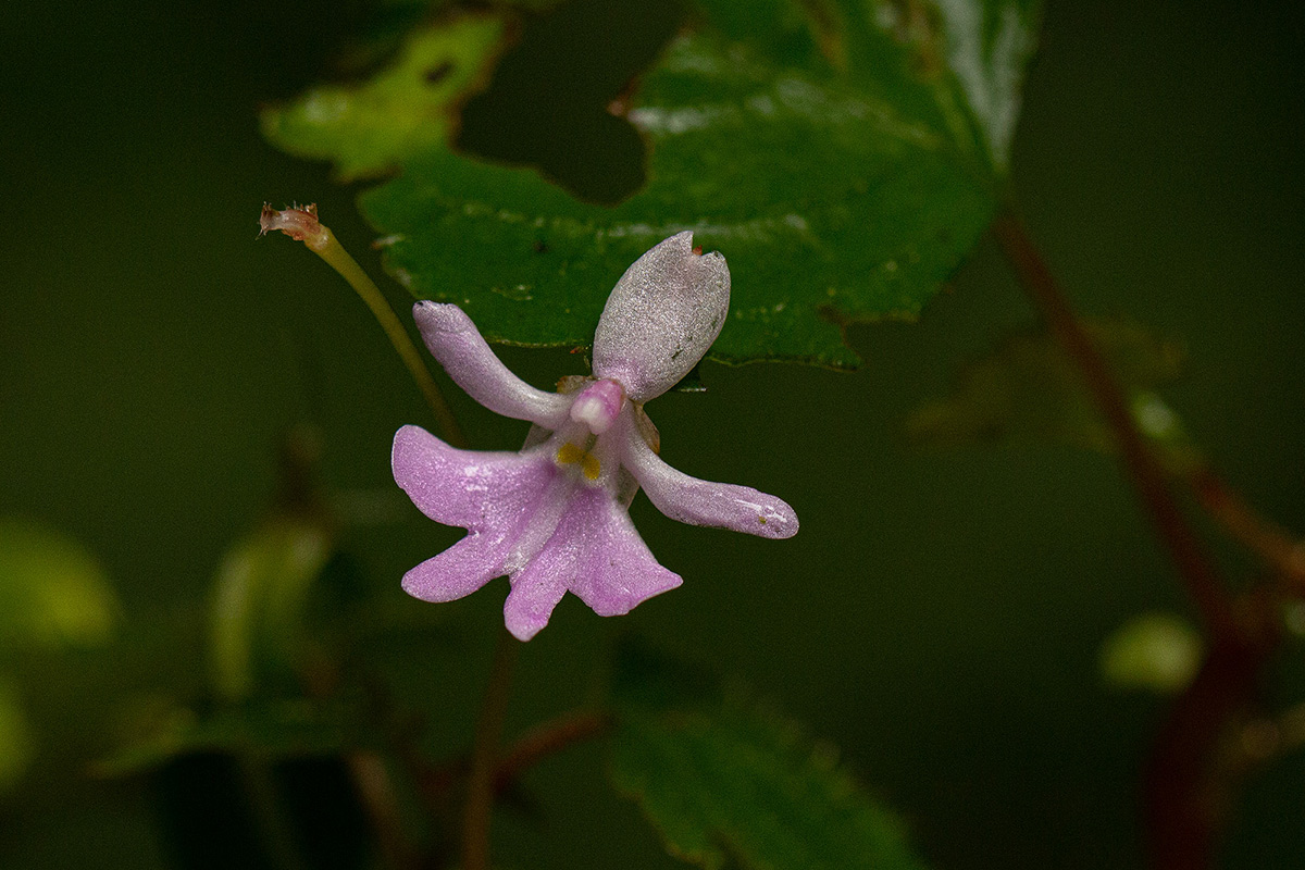 Impatiens bequaertii