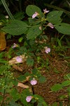 Impatiens burtonii