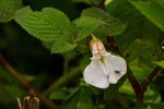 Impatiens burtonii