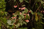 Begonia meyeri-johannis