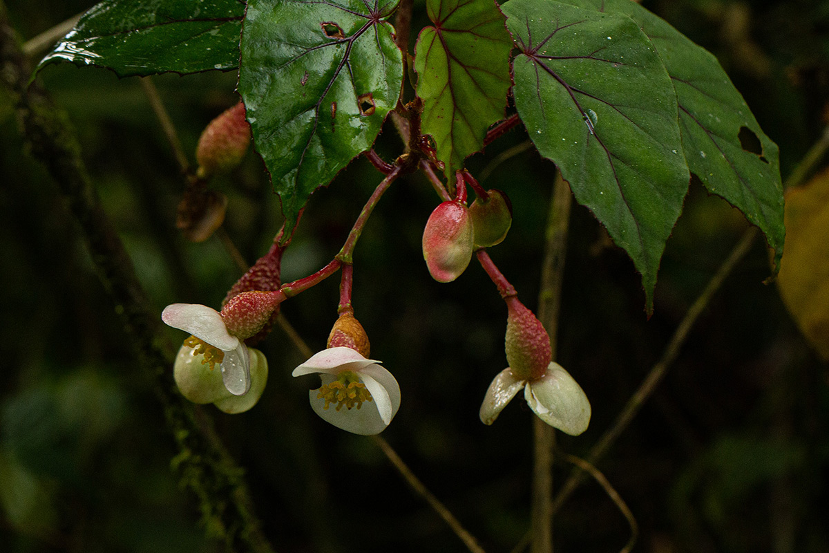 Begonia meyeri-johannis