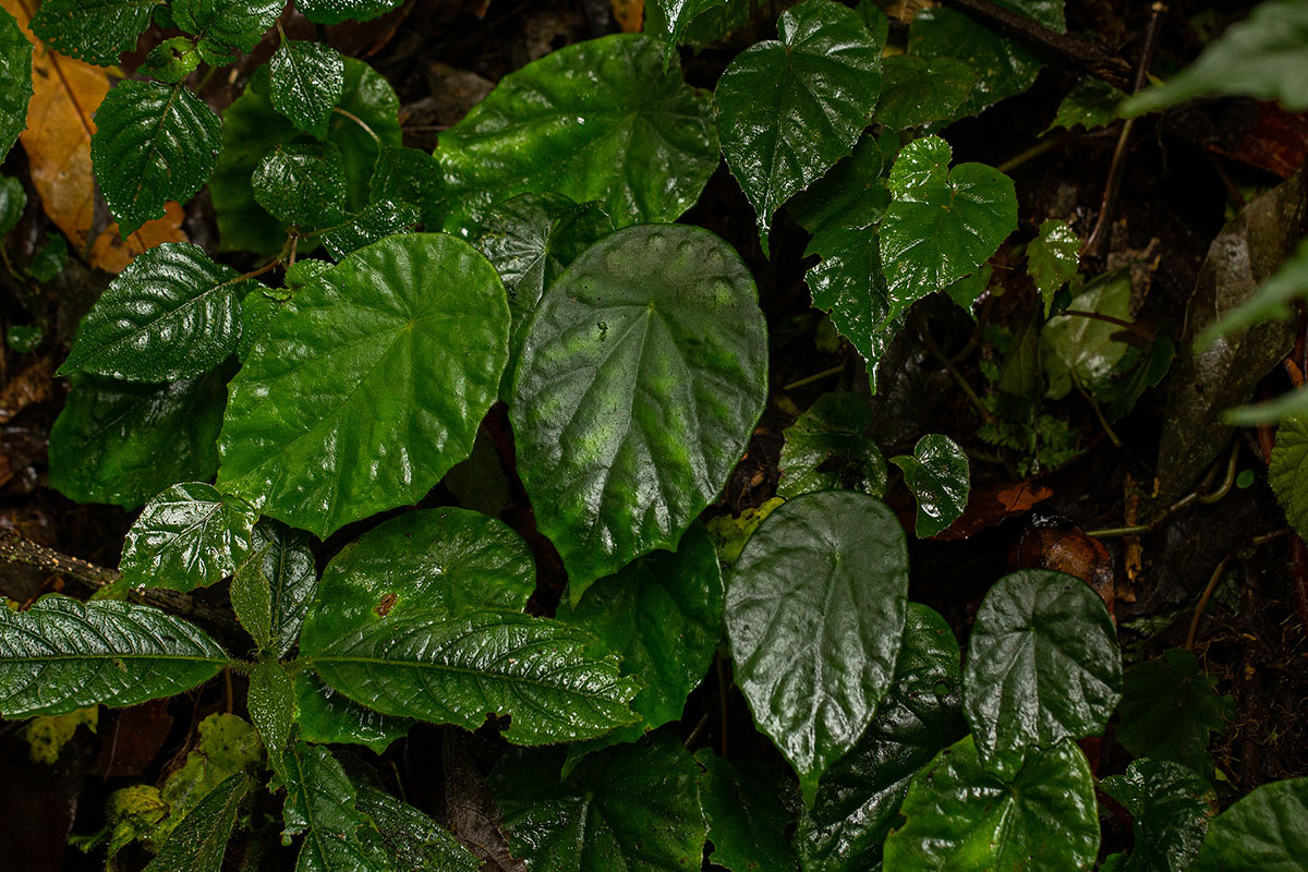 Begonia pulcherrima