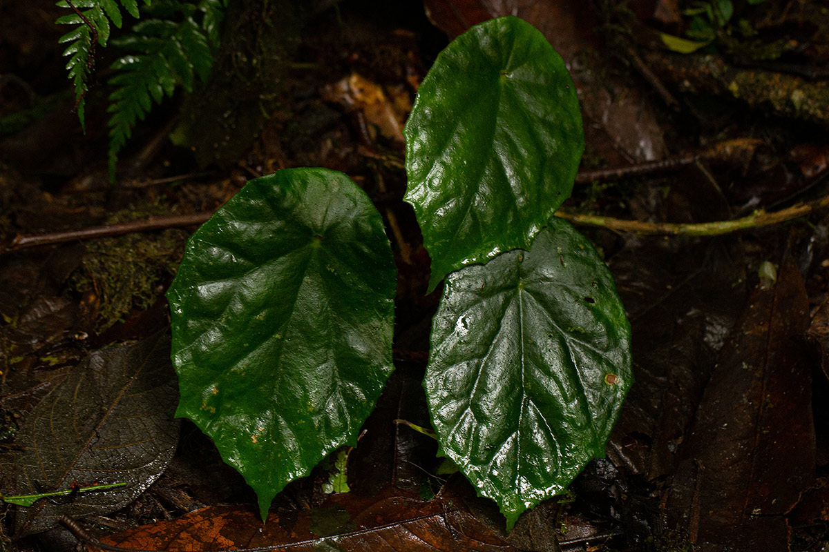 Begonia pulcherrima