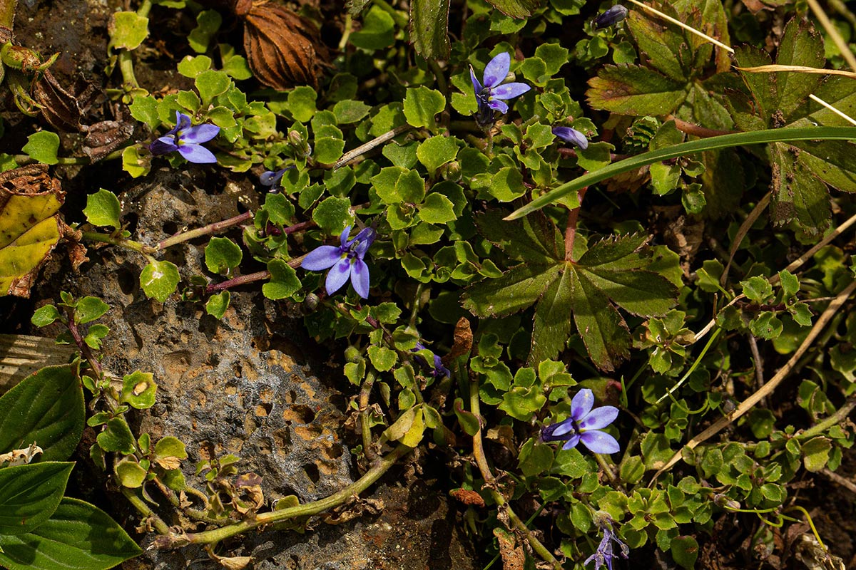 Lobelia minutula