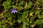 Lobelia minutula