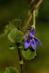 Lobelia minutula