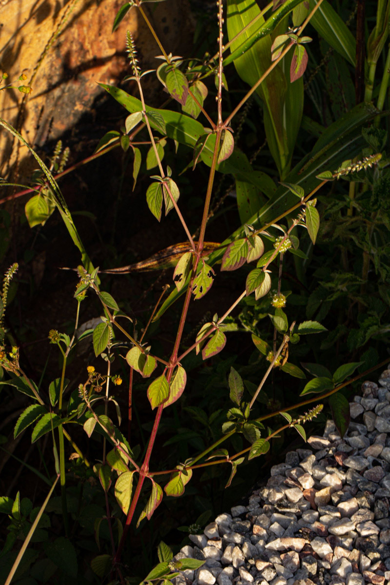 Achyranthes aspera