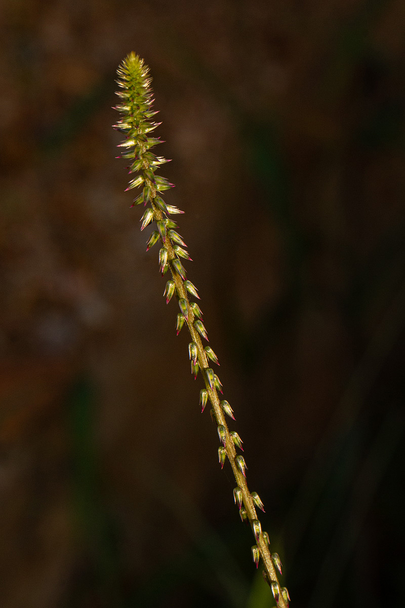 Achyranthes aspera