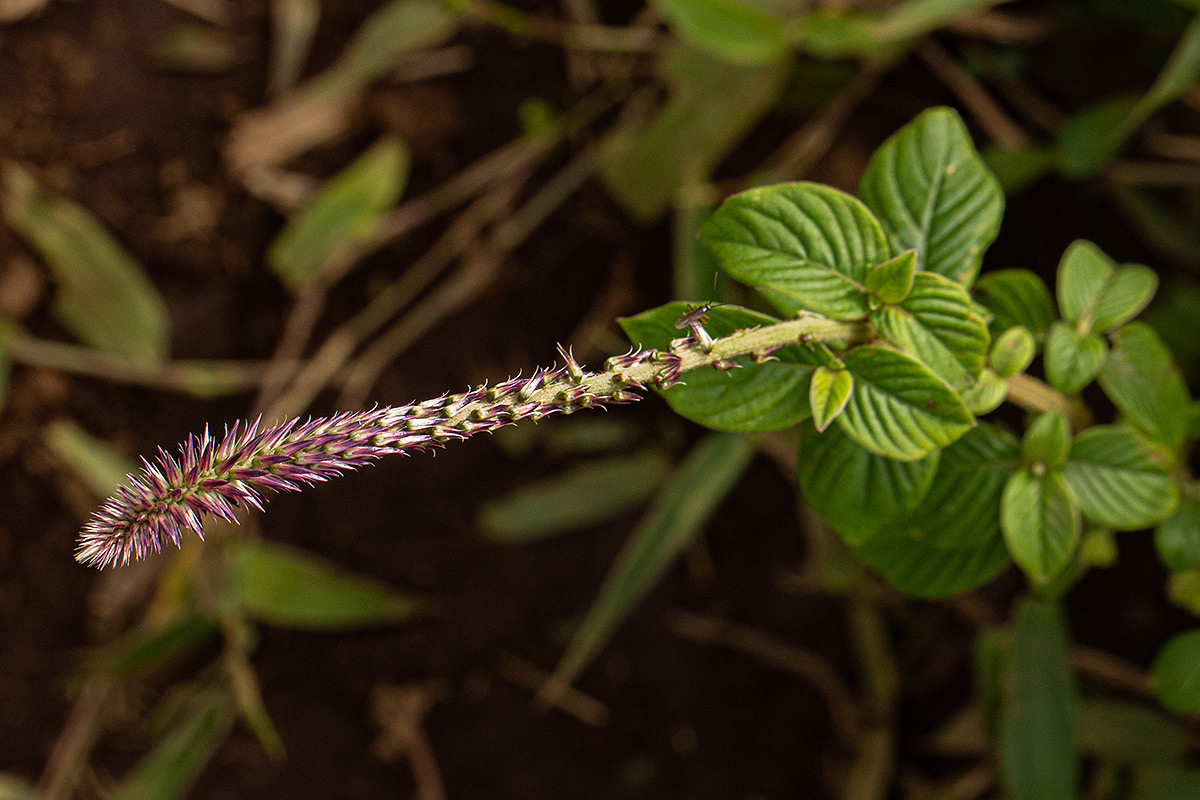 Achyranthes aspera