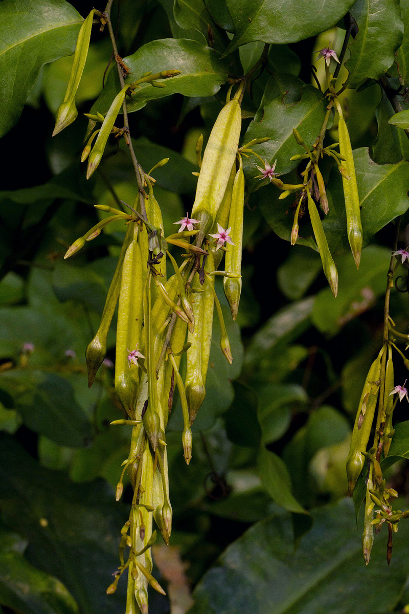 Afrobrunnichia erecta