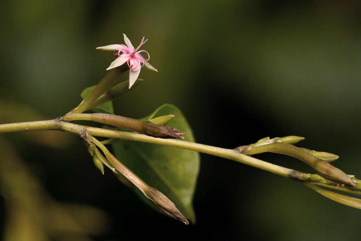 Afrobrunnichia erecta