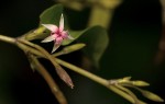 Afrobrunnichia erecta