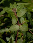 Euphorbia ophthalmica